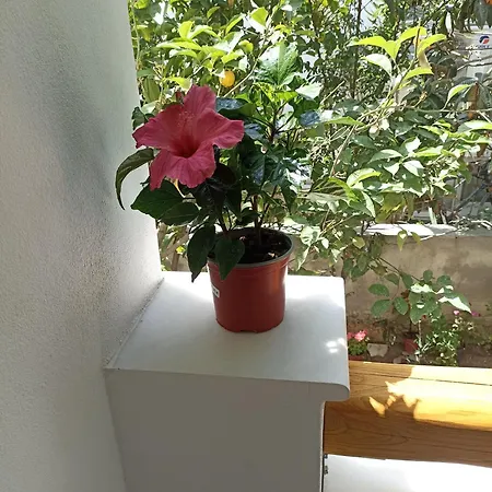 Thiseas 2 * Naxos City