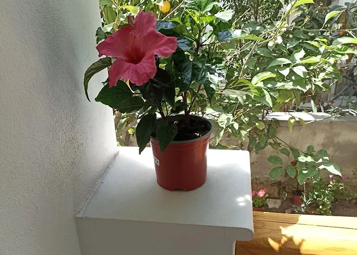 Thiseas 2 * Naxos City